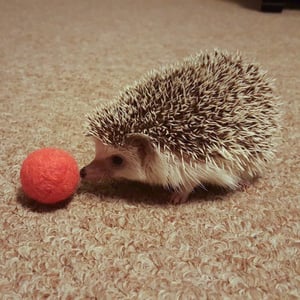 Alpaca Cat Toy Balls with Bell Felted Inside - Made with Llama Alpaca Wool Fiber