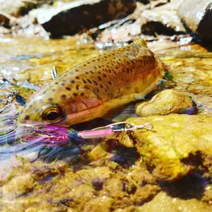 Image of Bling Spins 1/8th oz