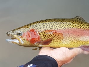 Image of Bling Spins 1/8th oz