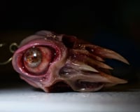Image 16 of Flesh Oracle Snaggletooth Pendant - Handmade OOAK