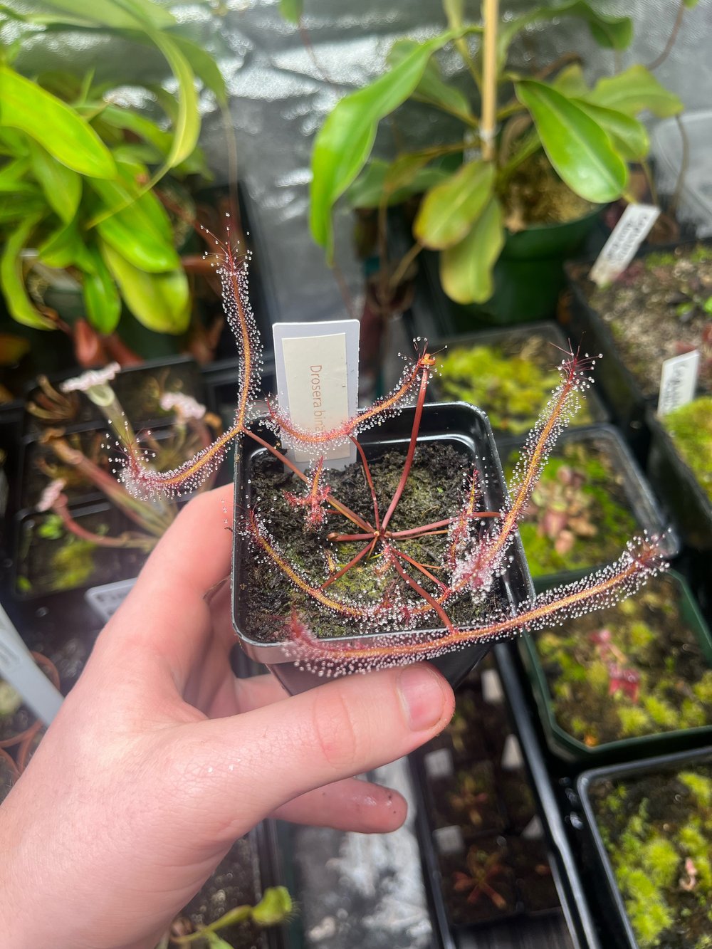 Drosera binata
