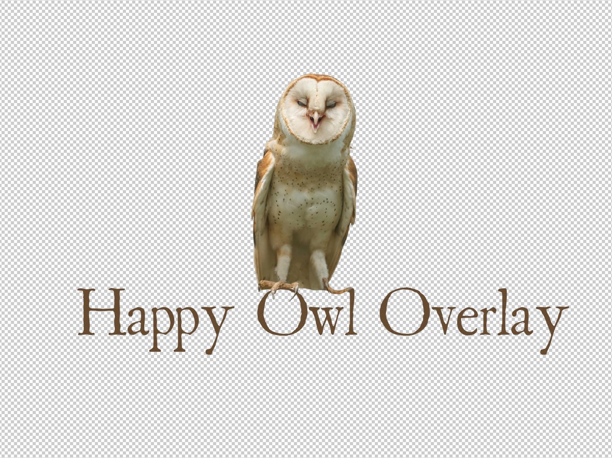 Image of Happy Owl Overlay