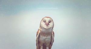 Image of Happy Owl Overlay