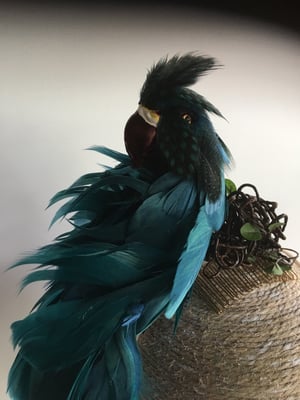 Image of Teal  parrot headpiece