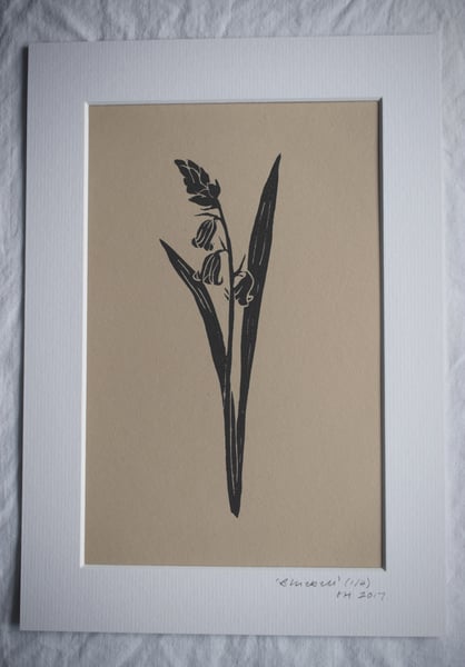 Image of Lino print: Bluebell