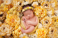 Image 2 of Newborn ONLY Collection  -Deposit