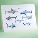 Image of Some Sharks Card
