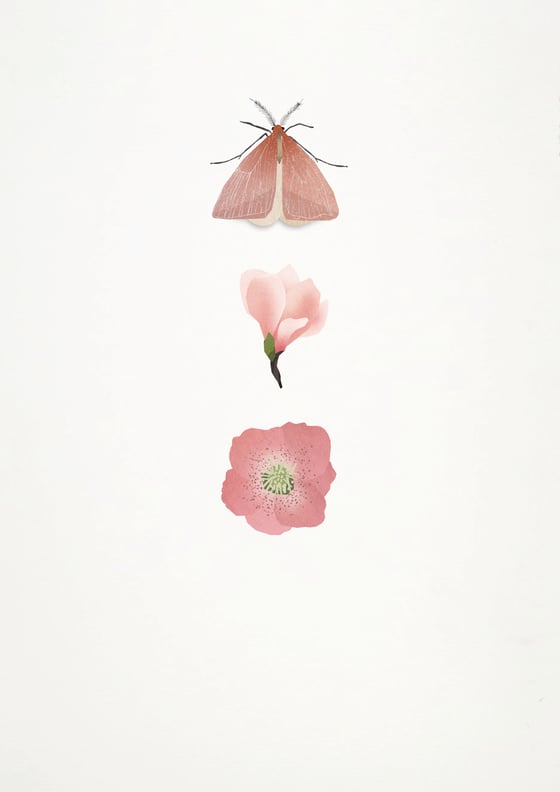 Image of Moth, Magnolia, Hellebore