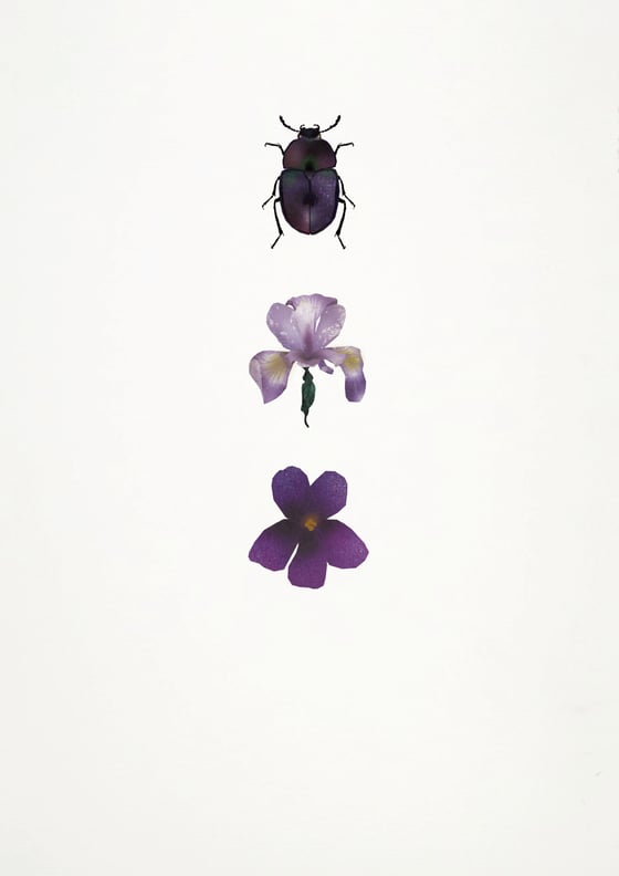 Image of Beetle, Iris, Violet