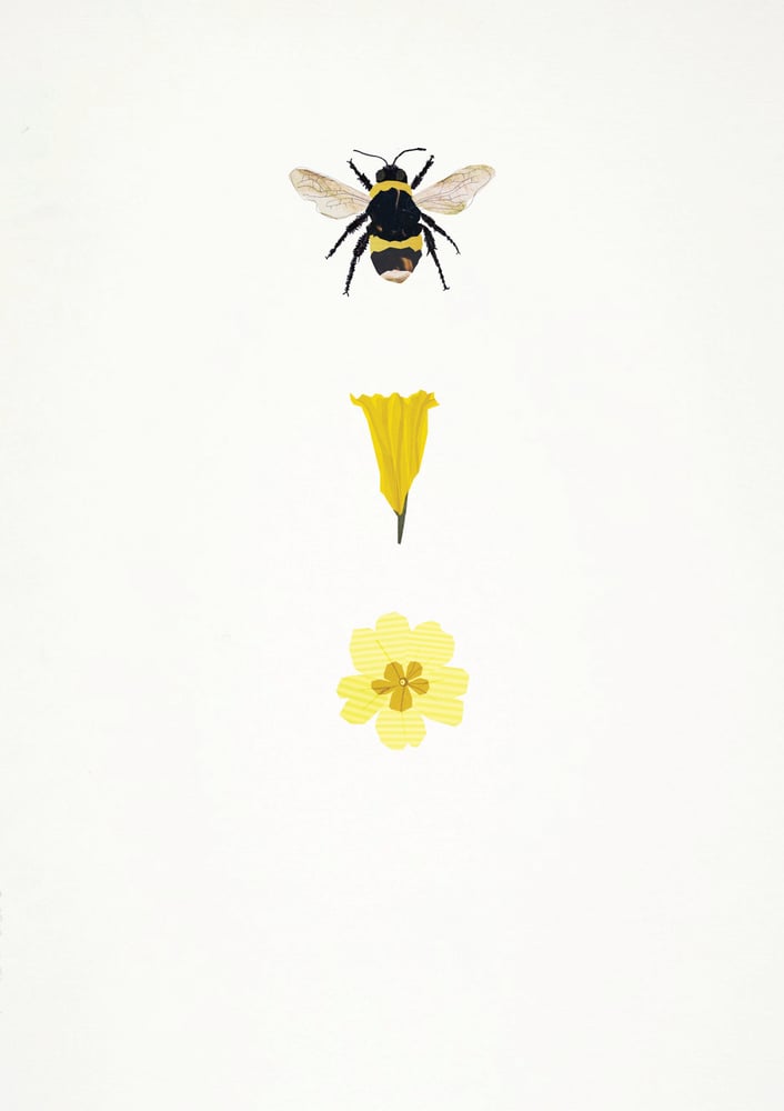 Image of Bumblebee, Daffodil, Primrose