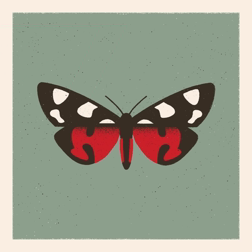 Image of Moth #1 (callimorpha dominula)