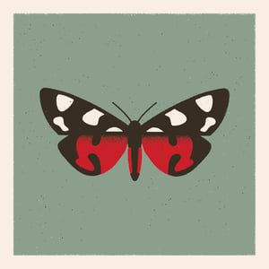 Image of Moth #1 (callimorpha dominula)