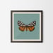 Image of Moth #2 (parasemia plantaginis)
