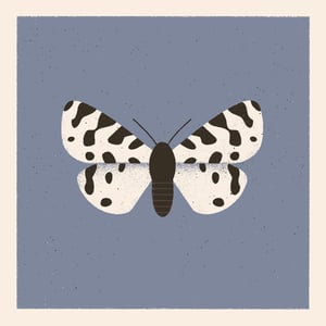 Image of Moth #3 (ocnogyna zoraida)