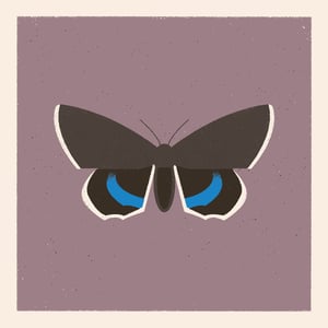 Image of Moth #4 (catocala fraxini)