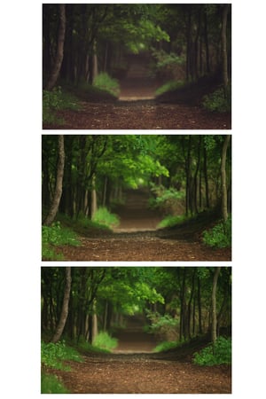 Image of Forest Path Digital Backgrounds