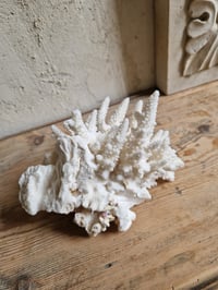Image 3 of Le Corail blanc 