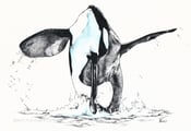 Image of Breaching orca - Original ink and watercolor drawing