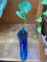 Image 5 of Baby Monstera in Vintage Blue Glass Boot