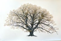 Image 2 of The King Beech