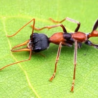 Myrmecia Nigrocincta