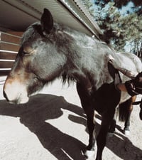 Image 4 of ✿ Reiki for Equines ✿