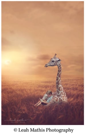 Image of Laying Down Adult Giraffe Overlay