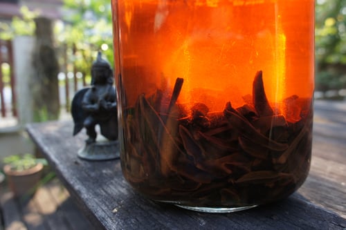 Image of REISHI MUSHROOM spagyric tincture - alchemically enhanced plant extraction