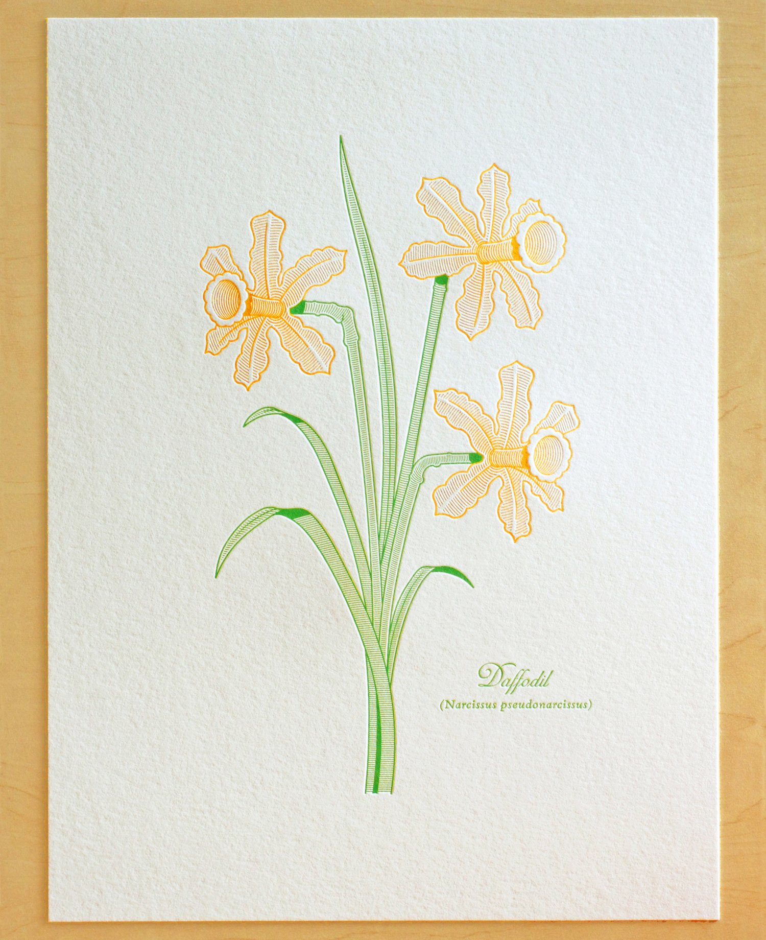 Image of DAFFODIL Print