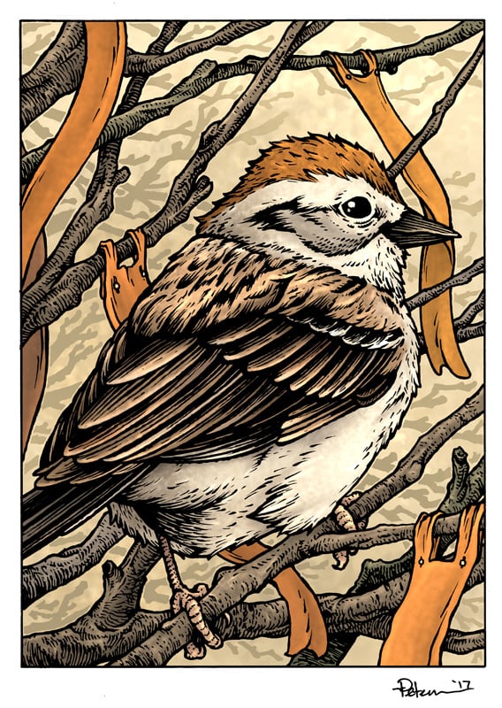 Image of Sparrow Print Matted 8x10