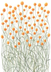 Billy Buttons Fine Art Print 