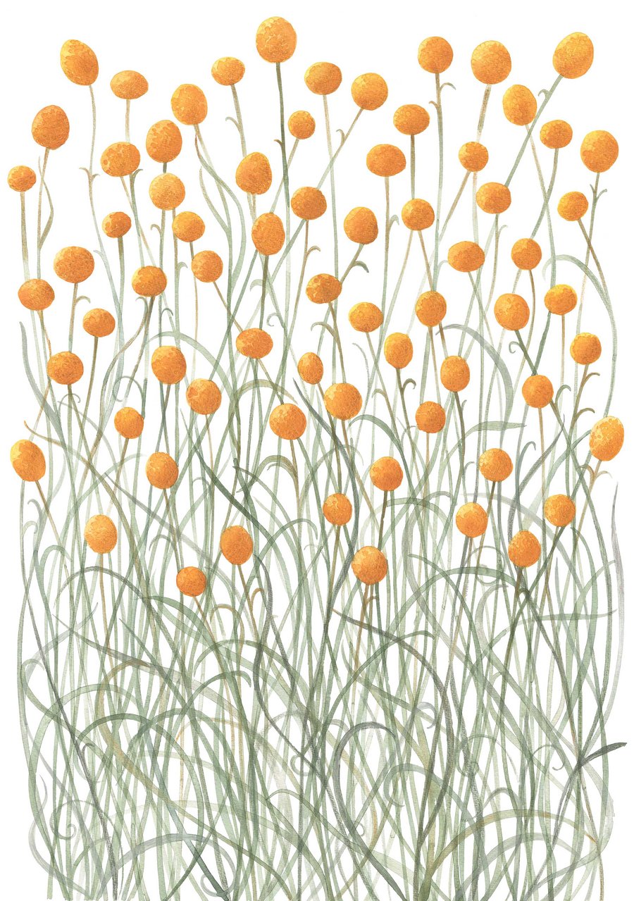 Image of Billy Buttons Fine Art Print 