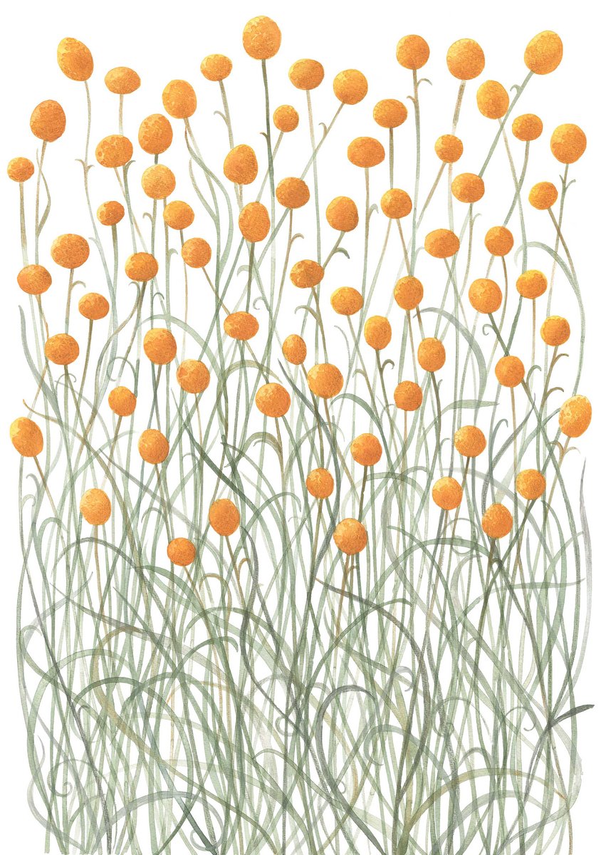 Meander Designs — Billy Buttons Fine Art Print