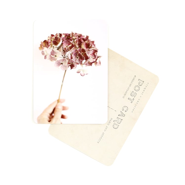 Image of Carte Postale HORTENSIA / ROSE