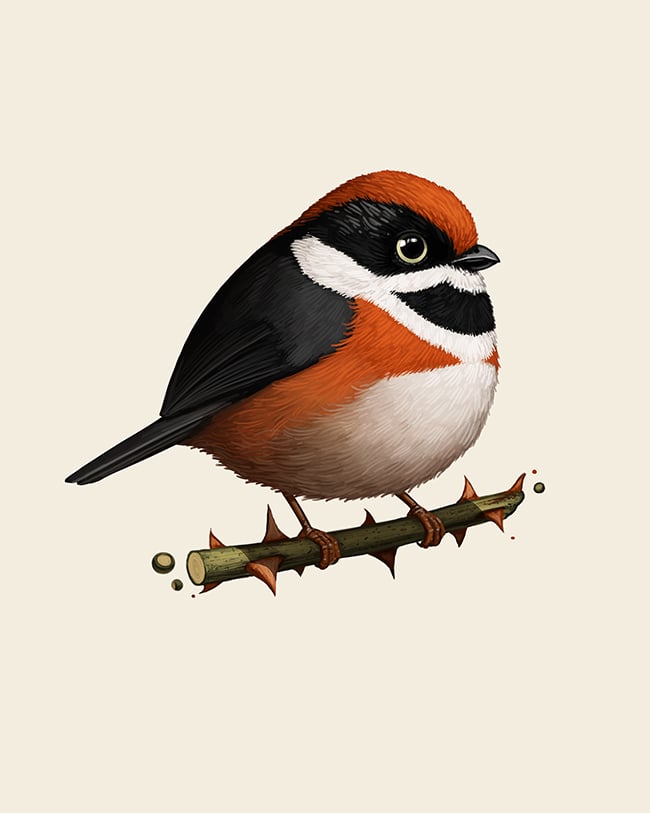Image of Black-throated Bushtit