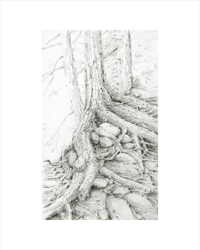 Image 1 of Multnomah Roots