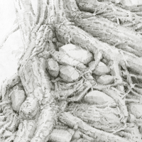 Image 2 of Multnomah Roots