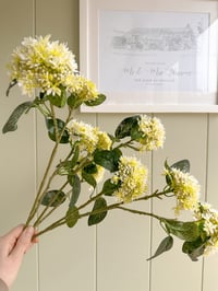 Image 2 of Spring Green Sedum Spray ( Set of 3 )