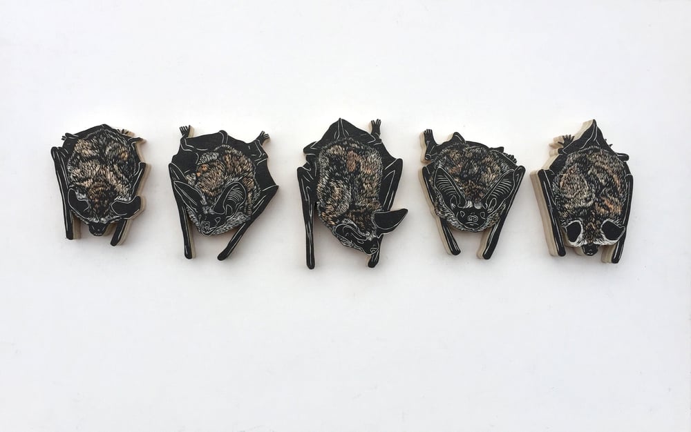 Image of Set of 5 Pallid Bats