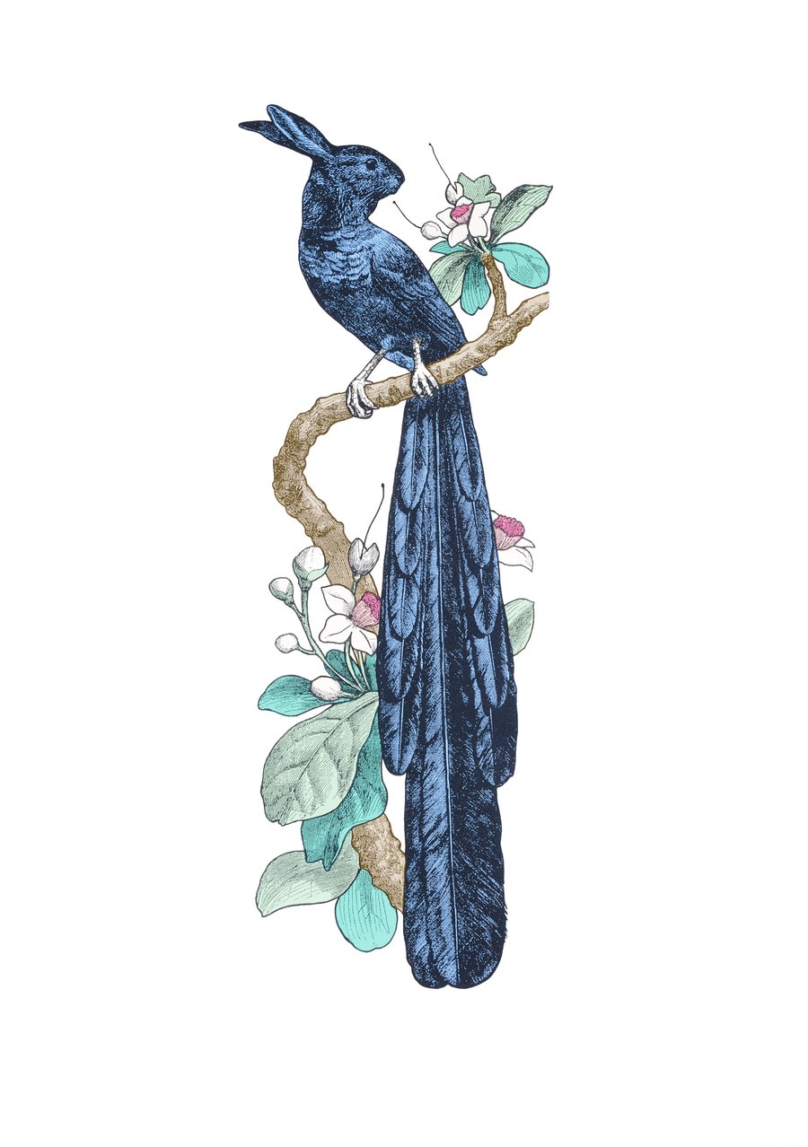 Image of The Resplendent Rabbit-bird of Paradise