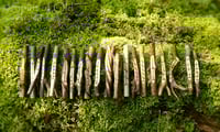 Image 5 of Treesong Ogham - Selected Corresponding Staves