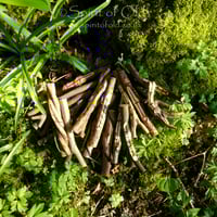 Image 4 of Treesong Ogham - Selected Corresponding Staves