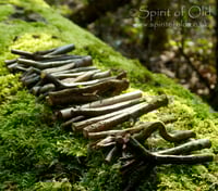 Image 1 of Treesong Ogham - Selected Corresponding Staves