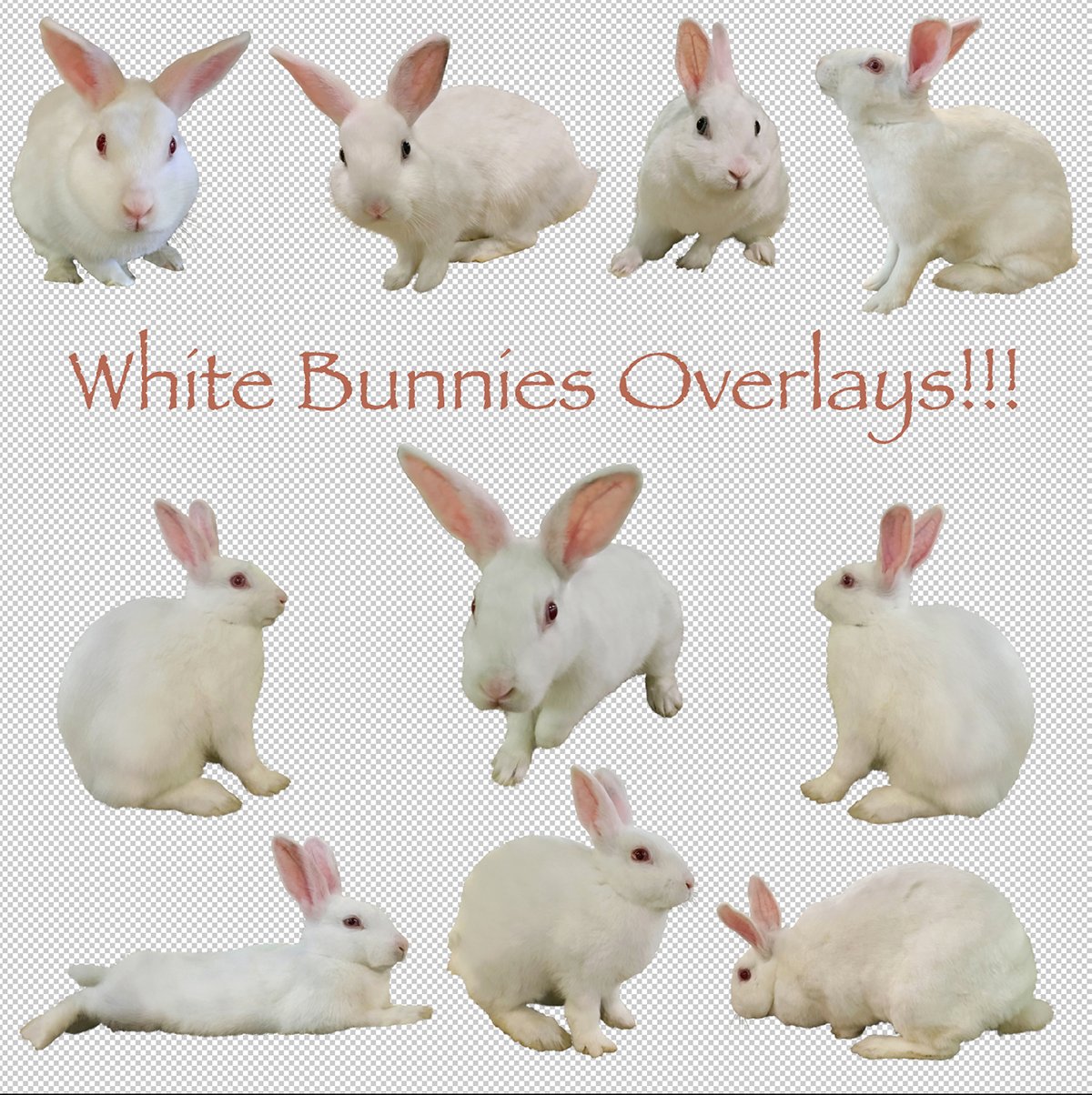 Image of White Bunnies Overlays