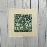 Image 2 of Snowdrops in February 