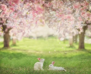 Image of White Bunnies Overlays