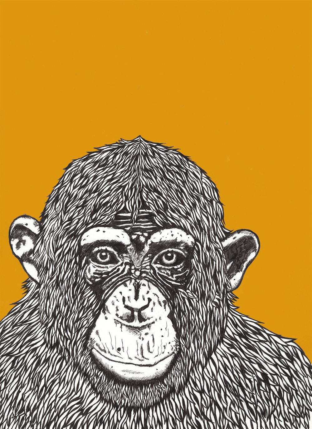 'chimp peace' 