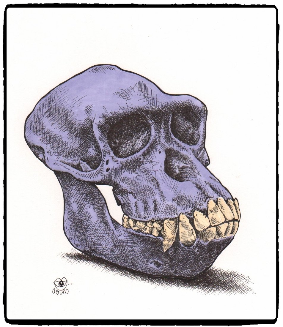 'skull one' 