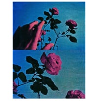 Image 1 of PICK ROSES AT NIGHT XI