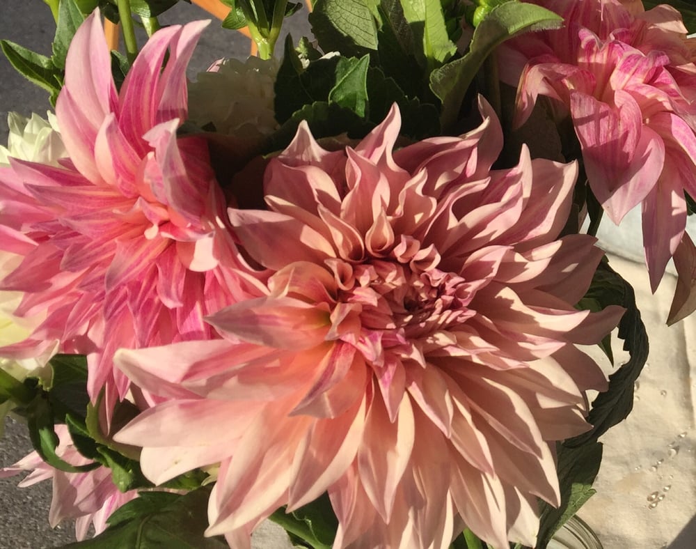Image of Cafe Au Lait Dahlias